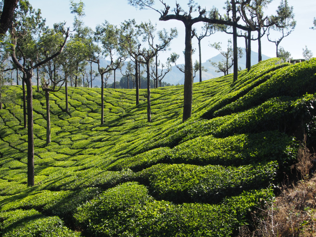 Plantations de thé autour de Munar dans les monts de Cardamone, au Kerala